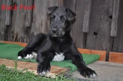 Štěňata Irského vlkodava