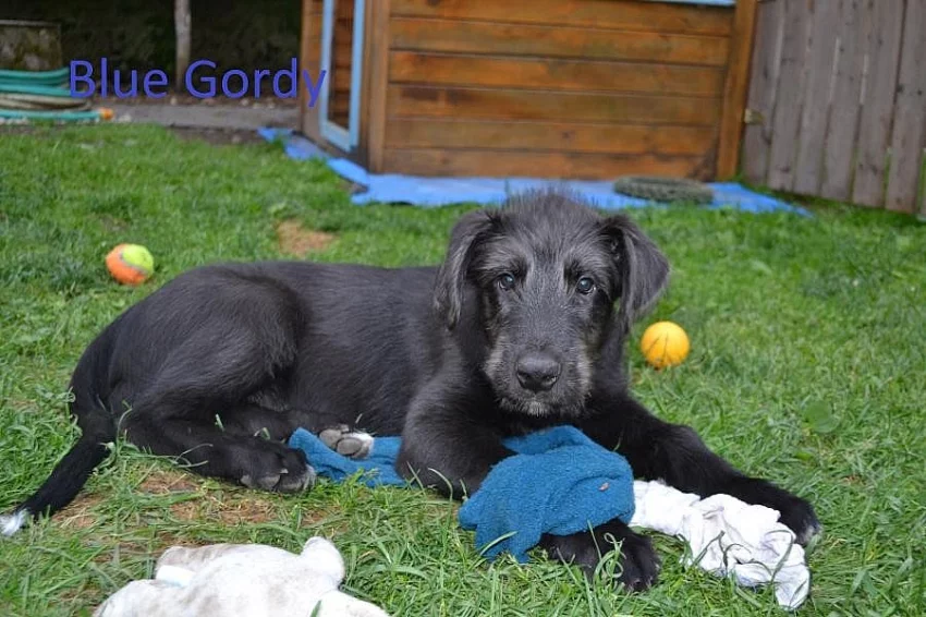 Štěňata Irského vlkodava