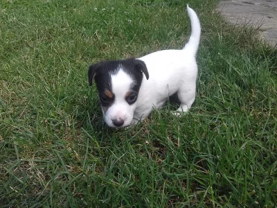 Jack russell