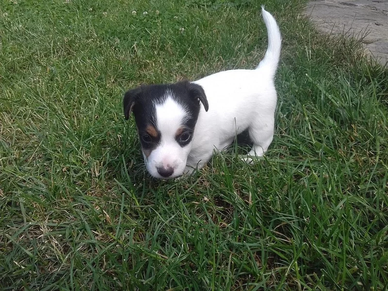 Jack russell