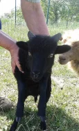 PRODÁM OUESSANTSKÁ (QUESSANTSKÁ) JEHŇATA - BERÁNKY