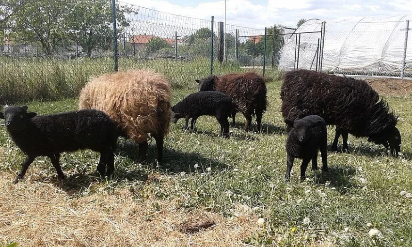 PRODÁM OUESSANTSKÁ (QUESSANTSKÁ) JEHŇATA - BERÁNKY