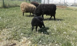 PRODÁM OUESSANTSKÁ (QUESSANTSKÁ) JEHŇATA - BERÁNKY
