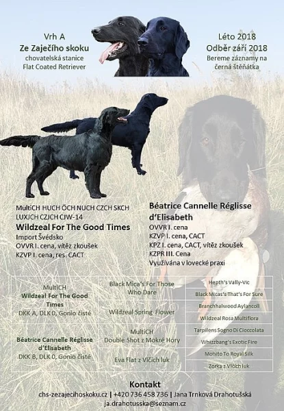 Černá štěňátka Flat Coated Retriever s PP
