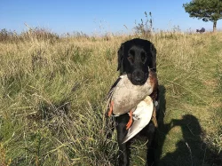 Černá štěňátka Flat Coated Retriever s PP