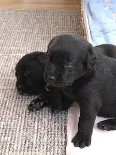 Labrador