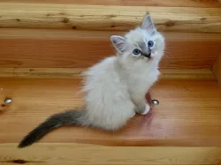 Koťátka Ragdoll s PP