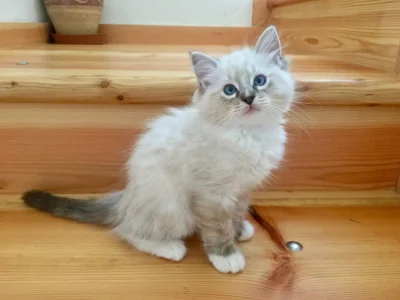 Koťátka Ragdoll s PP