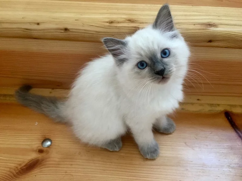 Koťátka Ragdoll s PP