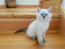 Koťátka Ragdoll s PP