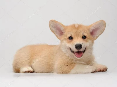 Corgi welsh pembroke