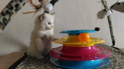 Ragdoll koťátka: kocourek Yoda.