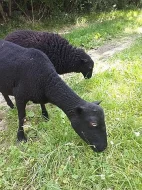 Quessantská ovce
