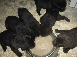 Labrador Retriever