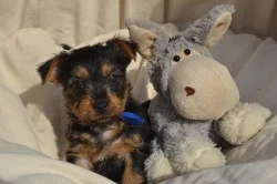 Australský teriér – štěňátka