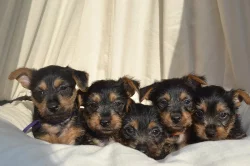 Australský teriér – štěňátka