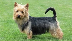 Australský teriér – štěňátka