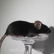 Barevné myšky s VP v Praze