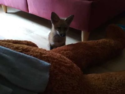 Lišče, sameček, měsíc a pár dnů