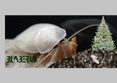 Šváb argentinský Blaptica dubia