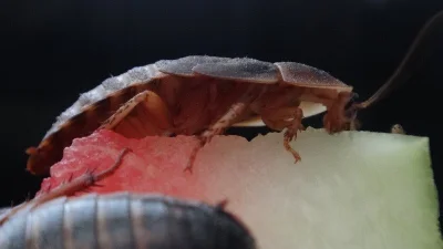 Šváb argentinský Blaptica dubia z Brna nejen do celé ČR