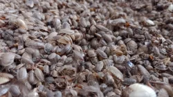 Šváb argentinský Blaptica dubia z Brna nejen do celé ČR