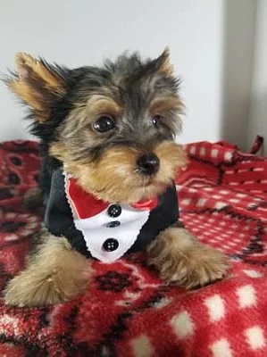 Štěňata YORKSHIRE TERRIER pro vaše milenky