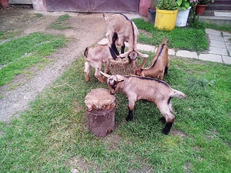 Kůzlata