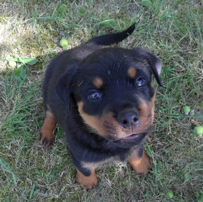 Rotvajler Rottweiler štěňata s PP.