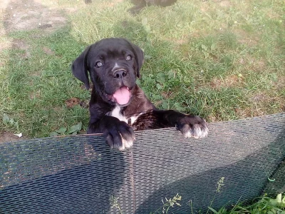 Cane corso stenata