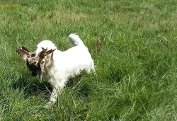 Zlatý retriever - štěňátka s PP