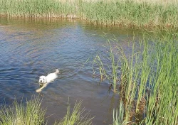 Zlatý retriever - štěňátka s PP