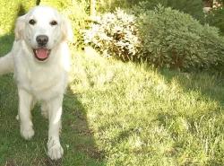 Zlatý retriever - štěňátka s PP