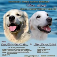 Zlatý retriever - štěňátka s PP