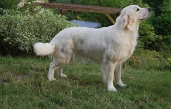 Zlatý retriever - štěňátka s PP