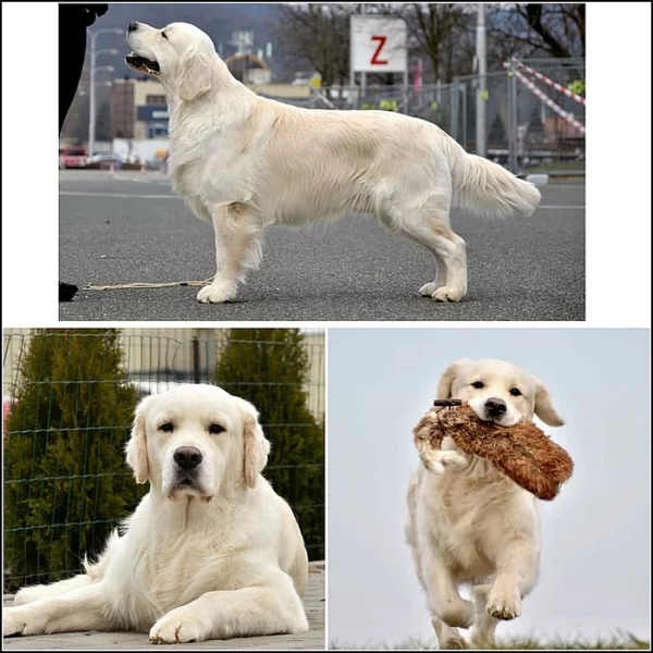 Zlatý retriever - štěňátka s PP