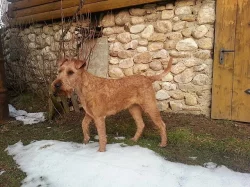 Irský teriér štěňata