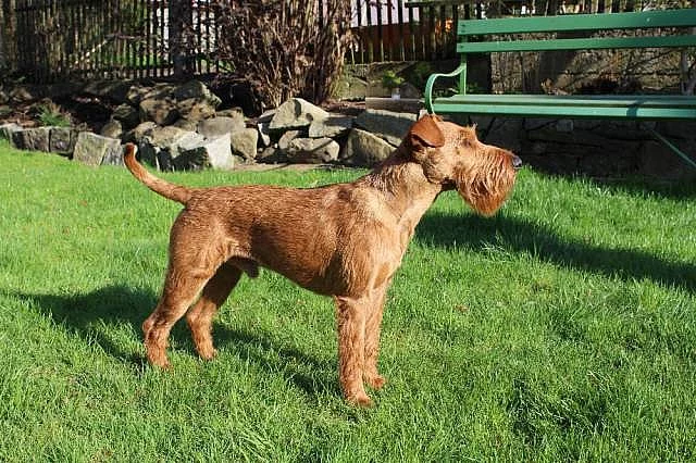 Irský teriér štěňata