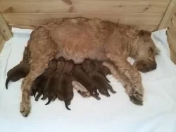 Irský teriér štěňata