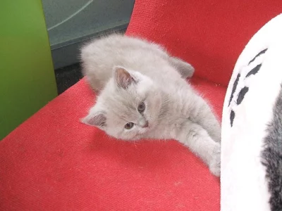 Britská modrá kočka - modrá a liliová