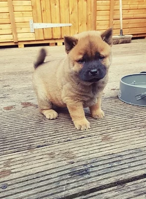 Kc registrovaný černý pes Chow Chow