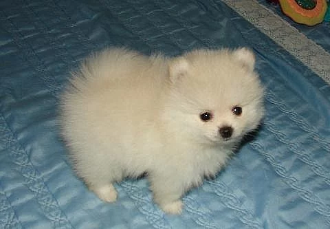 Super mini pomeranský medvídek