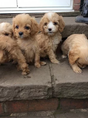F1 Miniaturní Cavapoo pro sváteční dárky.