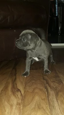 Staffordshire Bull Terrier Pups