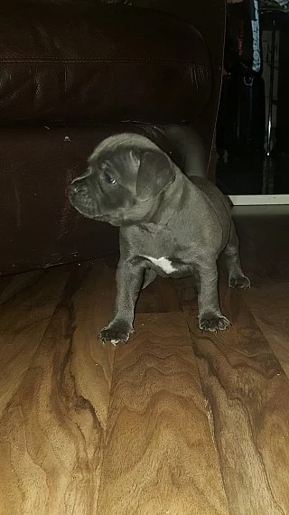 Staffordshire Bull Terrier Pups