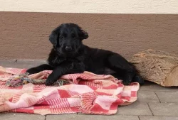 Flat Coated Retriever s PP - predaj