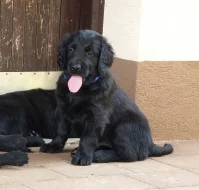 Flat Coated Retriever s PP - predaj