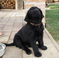 Flat Coated Retriever s PP - predaj
