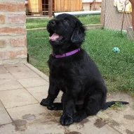 Flat Coated Retriever s PP - predaj