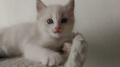 Ragdoll koťátka: kočička Yvette